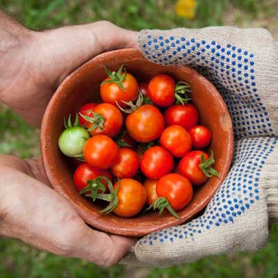 petites tomates bio du jardin