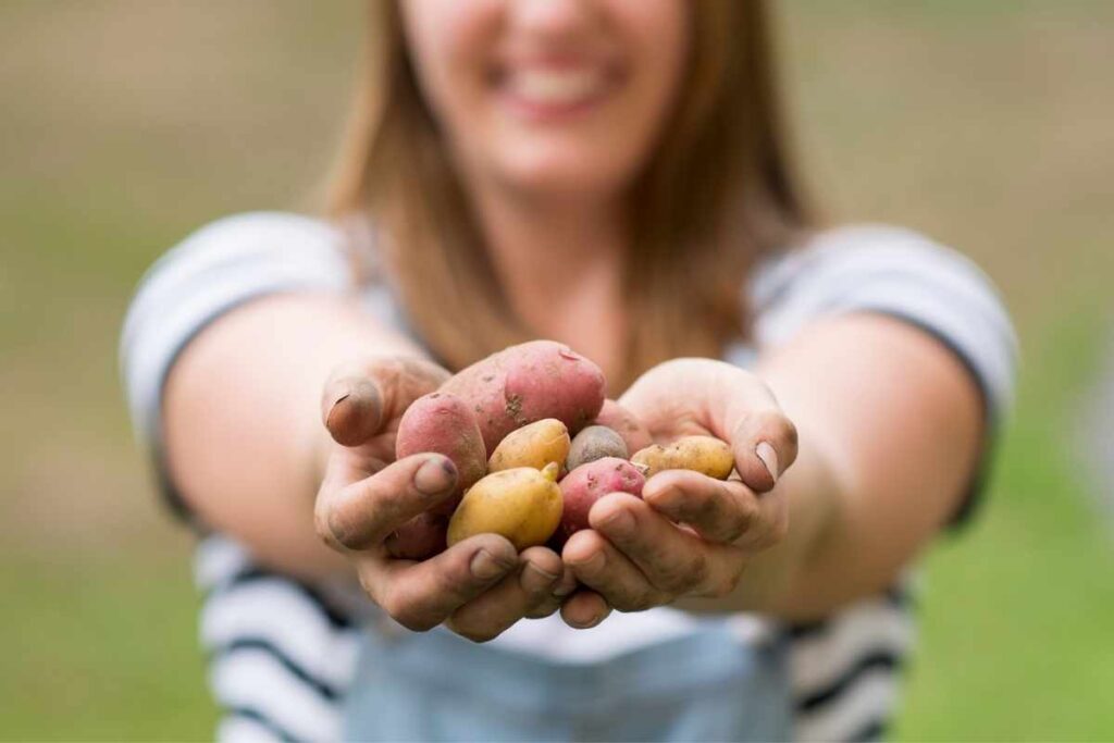 jeune fille tenant des pommes de terre bio