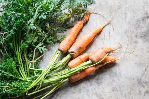 botte de carottes biologiques