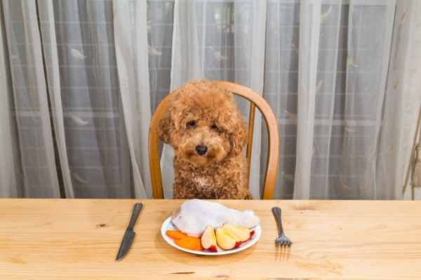 chien à table devant une assiette d'aliments bio