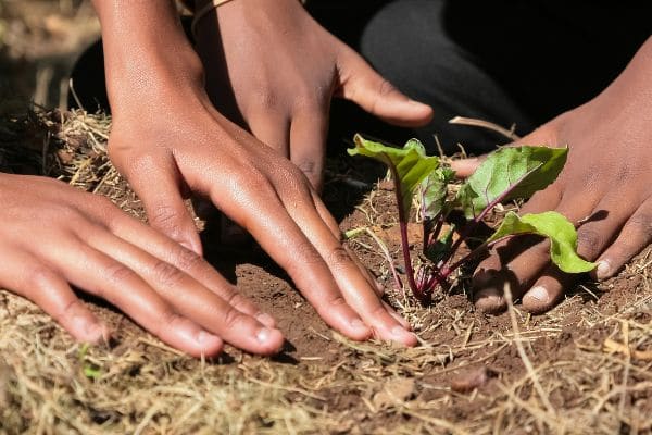 mains d'enfant plantant des légumes en permaculture