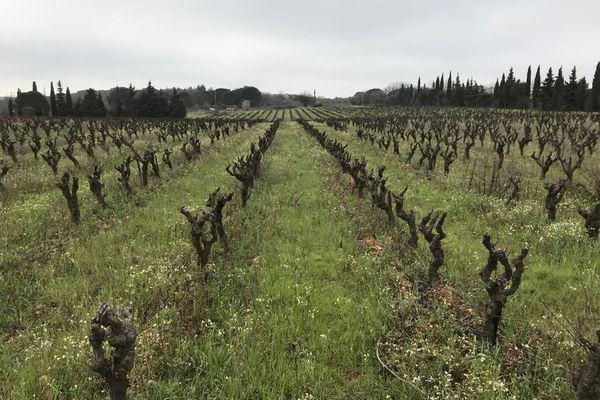 champ de vigne cultivé de façon bio et végane